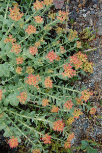 Rhodiola/Roseroot  (Rhodiola rosea Crassulaceae)