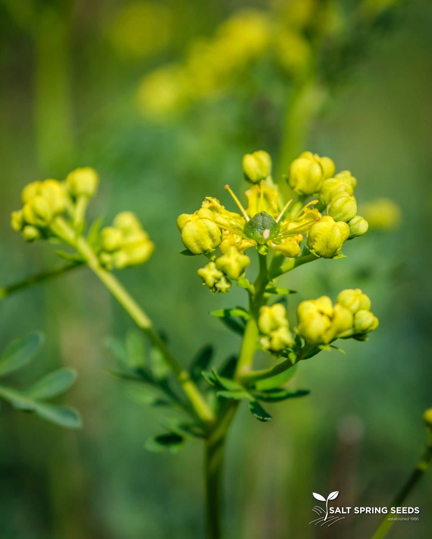 rude plant seeds Rue Seeds, Organic & Heirloom