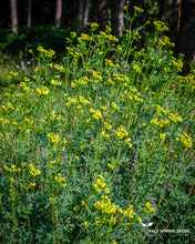 Load image into Gallery viewer, Rue (Ruta graveolens)
