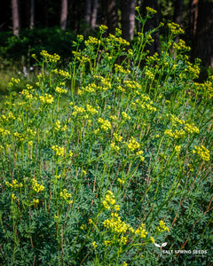 Rue (Ruta graveolens)