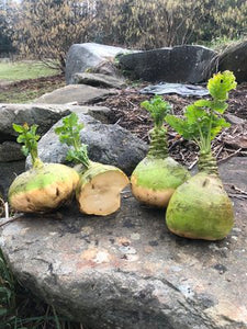 Rutabaga - Nadmorska