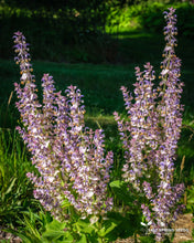 Load image into Gallery viewer, Clary Sage (Salvia sclarea)
