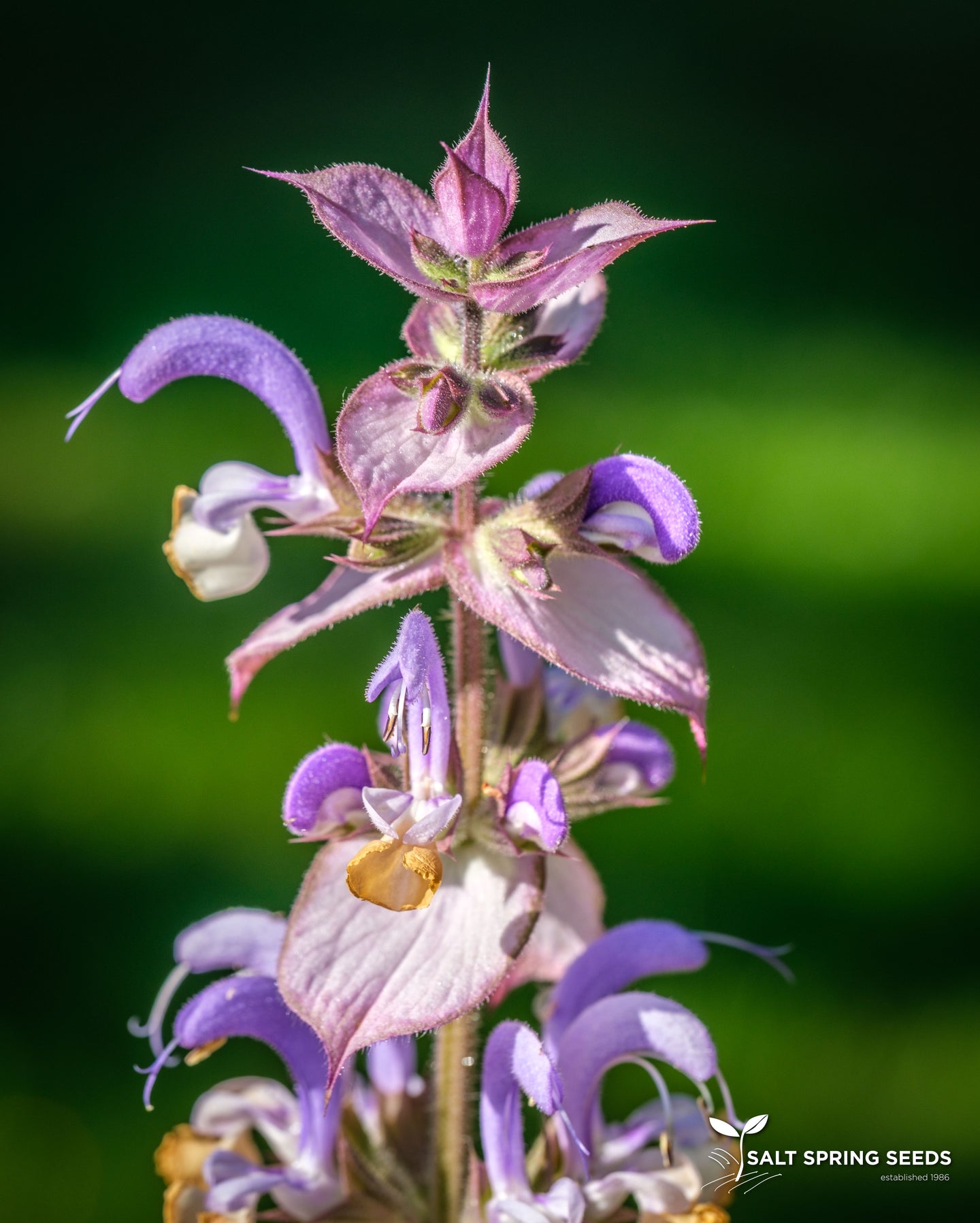 Clary Sage (Salvia sclarea)