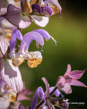 Load image into Gallery viewer, Clary Sage (Salvia sclarea)
