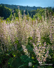 Load image into Gallery viewer, Clary Sage Seeds
