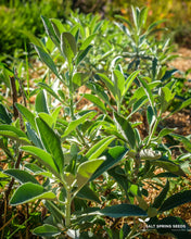 Load image into Gallery viewer, White Sage Seeds
