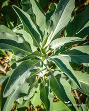 Load image into Gallery viewer, White Sage Seeds
