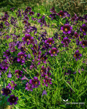 Load image into Gallery viewer, Kew Blue Salpiglossus Seeds
