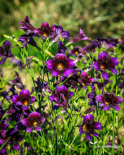 Load image into Gallery viewer, Kew Blue Salpiglossus Seeds
