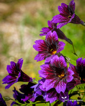 Load image into Gallery viewer, Salpiglossus Kew Blue
