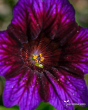 Load image into Gallery viewer, Salpiglossus Kew Blue
