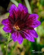 Load image into Gallery viewer, Salpiglossus Kew Blue
