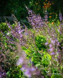 Salvia Aaron Johannes