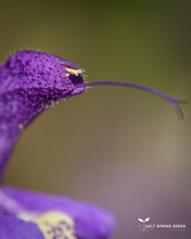Load image into Gallery viewer, Salvia Aaron Johannes
