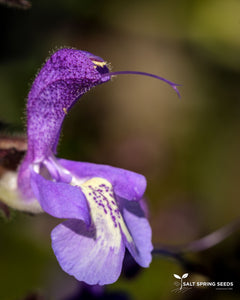 Salvia Aaron Johannes