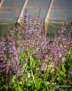 Salvia Aaron Johannes