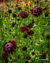 Load image into Gallery viewer, Black Knight Scabiosa Seeds
