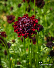 Load image into Gallery viewer, Black Knight Scabiosa Seeds
