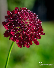 Load image into Gallery viewer, Black Knight Scabiosa

