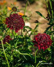 Load image into Gallery viewer, Black Knight Scabiosa
