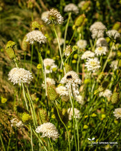 Load image into Gallery viewer, Scabiosa - White
