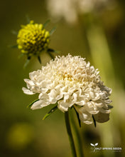 Load image into Gallery viewer, Scabiosa - White
