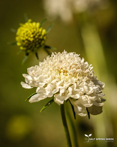 Scabiosa - White