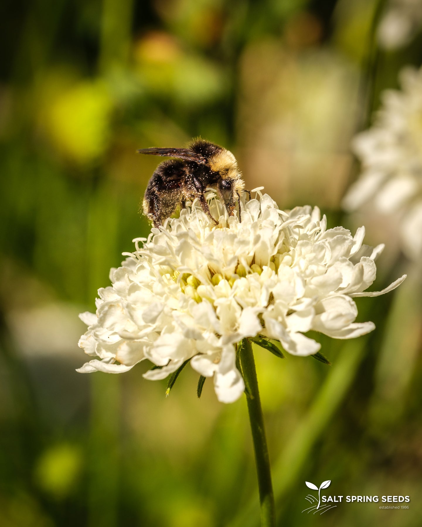 Scabiosa - White