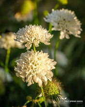 Load image into Gallery viewer, Scabiosa - White
