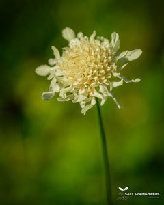 Giant Yellow Scabious