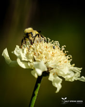 Load image into Gallery viewer, Giant Yellow Scabious
