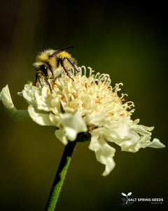 Giant Yellow Scabious