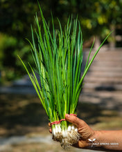 Load image into Gallery viewer, Parade Scallions Seeds
