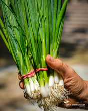 Load image into Gallery viewer, Parade Scallions Seeds
