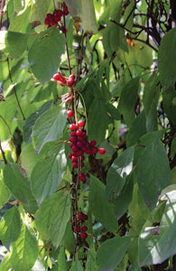 Schisandra (Schisandra chinensis) Fresh and Dried Berry Tincture