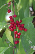 Load image into Gallery viewer, Schisandra (Schisandra chinensis) Fresh and Dried Berry Tincture
