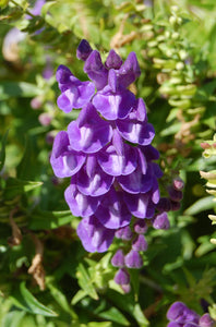 Baikal Skullcap (Scutellaria baicalensis)