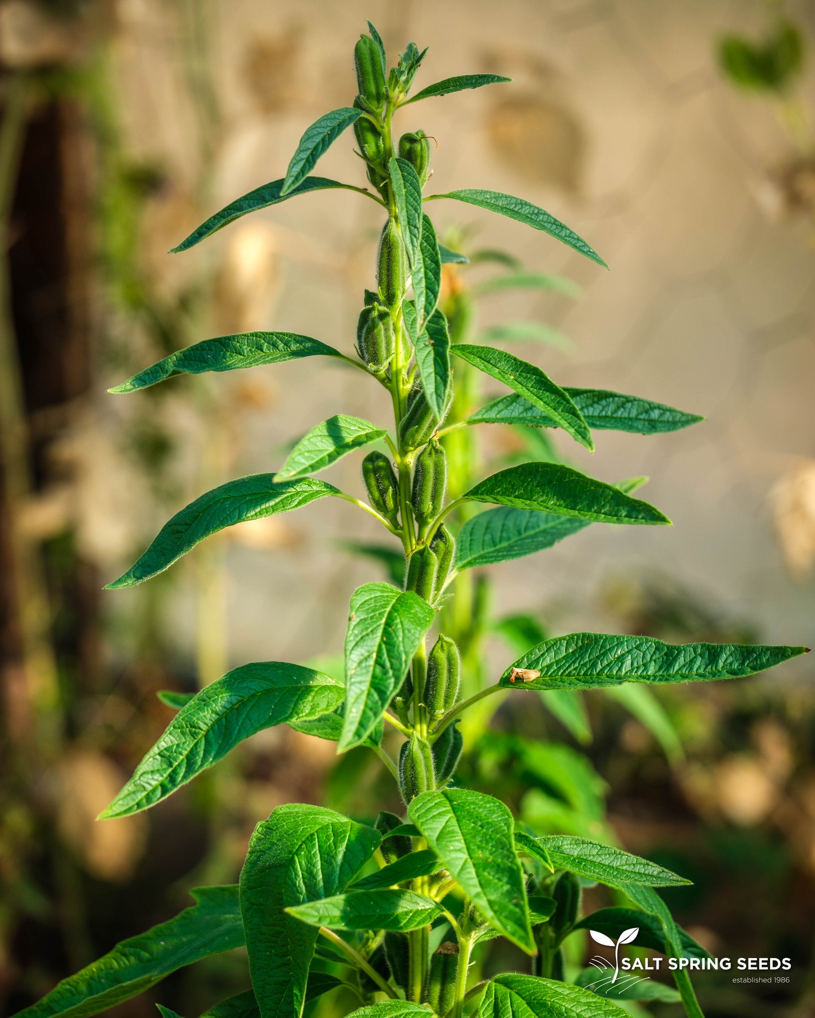 black sesame seed plant Black Sesame Seeds, Organic & Heirloom