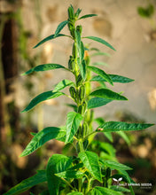 Load image into Gallery viewer, Black Sesame (Sesamum indicum)
