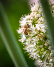 Load image into Gallery viewer, Zebrune Shallot Seeds

