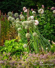 Load image into Gallery viewer, Zebrune Shallot Seeds
