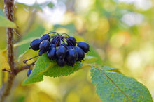 Load image into Gallery viewer, NEW! Tincture: Siberian Ginseng (Eleutherococcus senticosus) - 50ml
