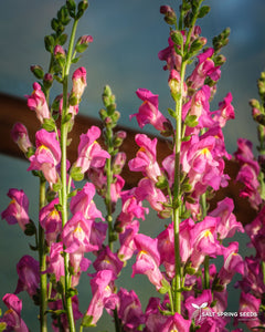 Pink Snapdragon -  Antirrhinum majus
