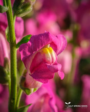 Load image into Gallery viewer, Pink Snapdragon -  Antirrhinum majus
