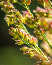 Load image into Gallery viewer, Ba-Ye-Qi Sorghum (Sorghum bicolor)

