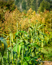 Load image into Gallery viewer, Ba-Ye-Qi Sorghum (Sorghum bicolor)
