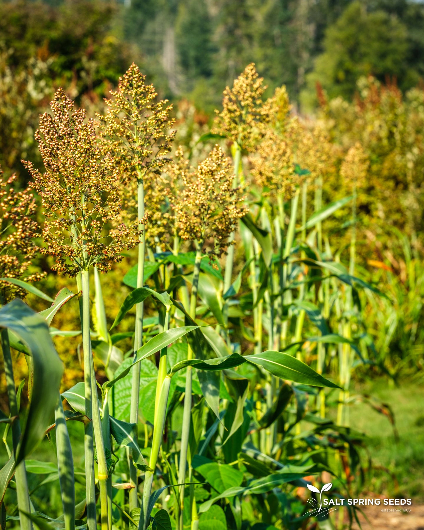 Ba-Ye-Qi Sorghum (Sorghum bicolor)
