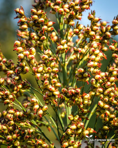Ba-Ye-Qi Sorghum (Sorghum bicolor)