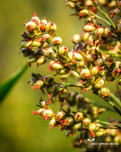 Load image into Gallery viewer, Ba-Ye-Qi Sorghum (Sorghum bicolor)
