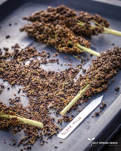 Black Milo Sorghum (Sorghum bicolor)